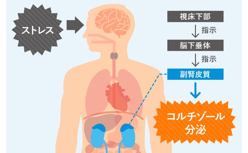 慢性ストレスレベルを数値で見える化!!【ストレスホルモン量検査キット（毛髪）～コルチゾール～】