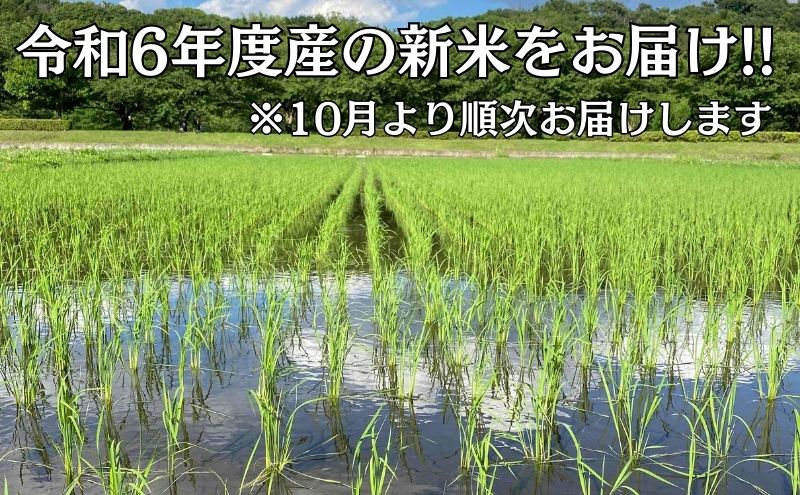 米 2年連続特Aランク 米 湘南生まれ 【 はるみ 】 5kg 令和6年度産新米 10月以降順次発送 お米 白米 新米 精米 はるみ ブランド米 特A 神奈川 藤沢 A1