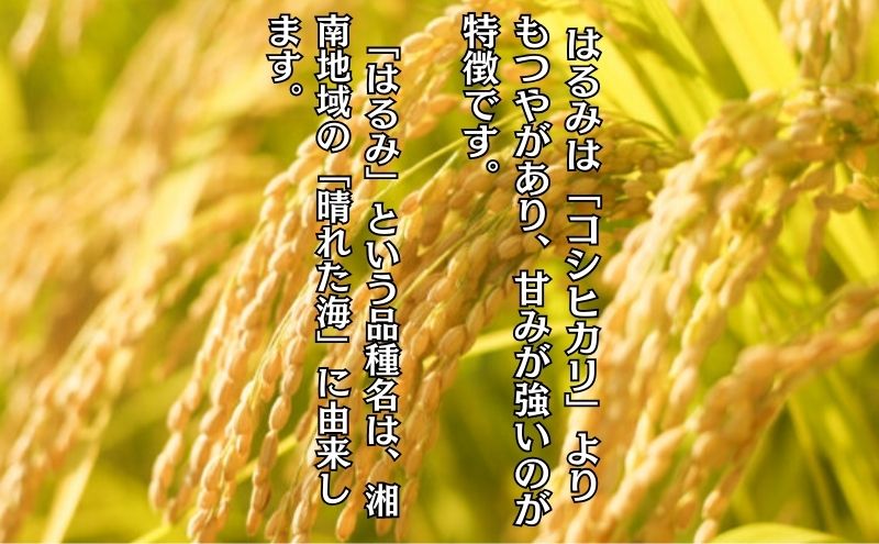 米 2年連続特Aランク 米 湘南生まれ 【 はるみ 】 5kg 令和6年度産新米 10月以降順次発送 お米 白米 新米 精米 はるみ ブランド米 特A 神奈川 藤沢 A1