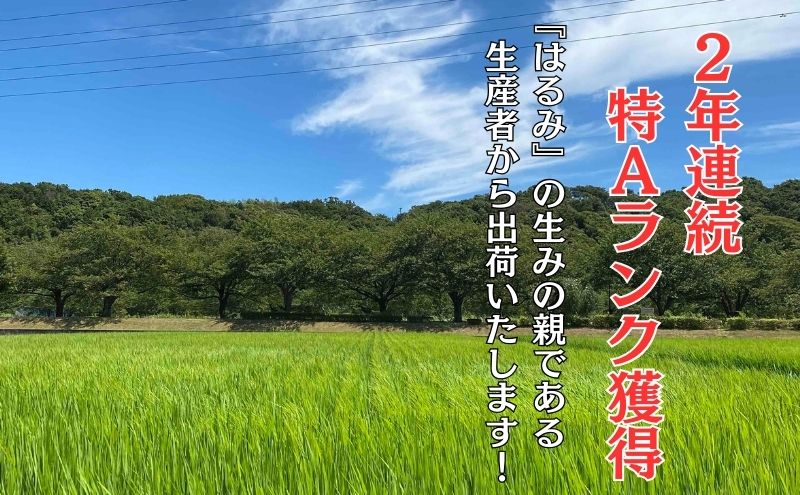 米 2年連続特Aランク 米 湘南生まれ 【 はるみ 】 5kg 令和6年度産新米 10月以降順次発送 お米 白米 新米 精米 はるみ ブランド米 特A 神奈川 藤沢 A1