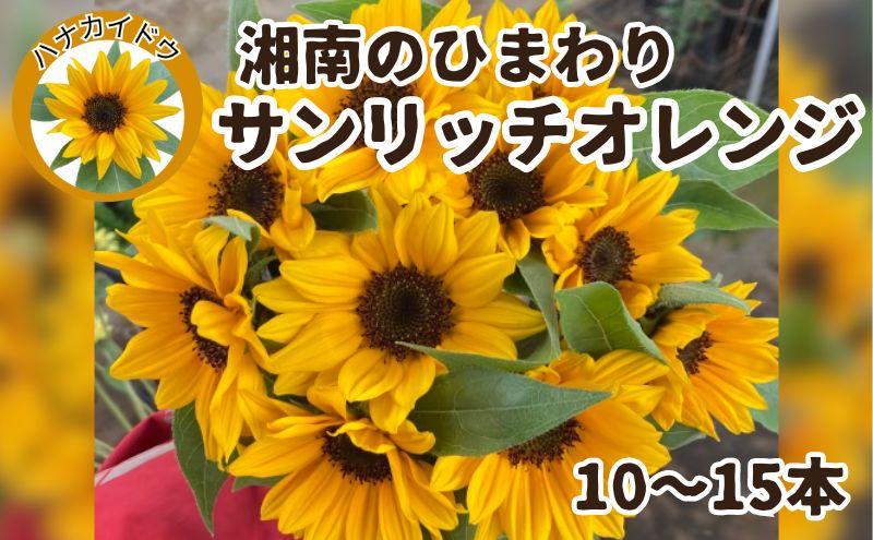 花 湘南のヒマワリ 切り花用 サンリッチオレンジ 10〜15本 お花 フラワー 切花 生花 ひまわり 向日葵 植物 花束 家庭用 プレゼント 神奈川 藤沢