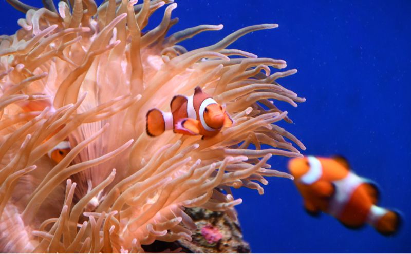 チケット 神奈川 【新江ノ島水族館】年間パスポート引換券(大人1枚) 有効期間2024年10月～12月末まで 水族館 パスポート 入場券 江ノ島 藤沢市 神奈川県 プレゼント ギフト