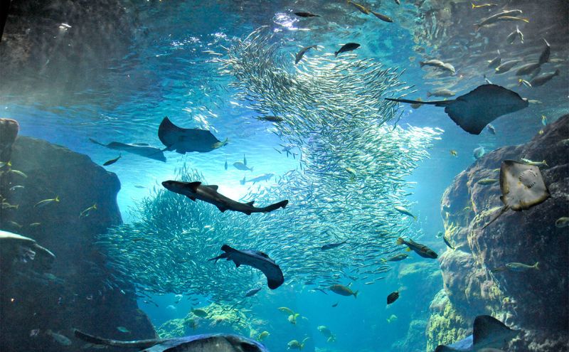 チケット 神奈川 【新江ノ島水族館】年間パスポート引換券(大人1枚+小・中学生1枚) 有効期間2024年10月～12月末まで 水族館 パスポート 入場券 江ノ島 藤沢市 神奈川県 プレゼント ギフト