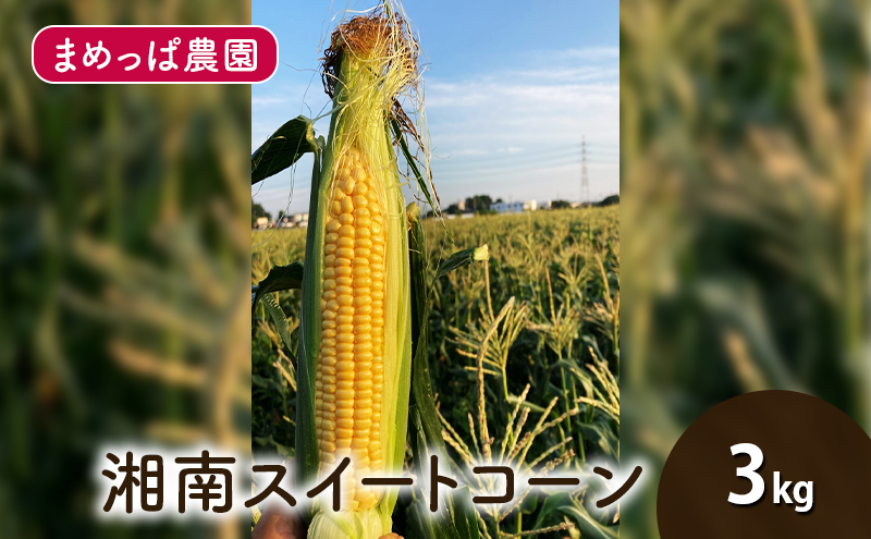 【2025年6月発送】湘南スイートコーン 3kg とうもろこし トウモロコシ 採れたて 国産 野菜 藤沢市 神奈川