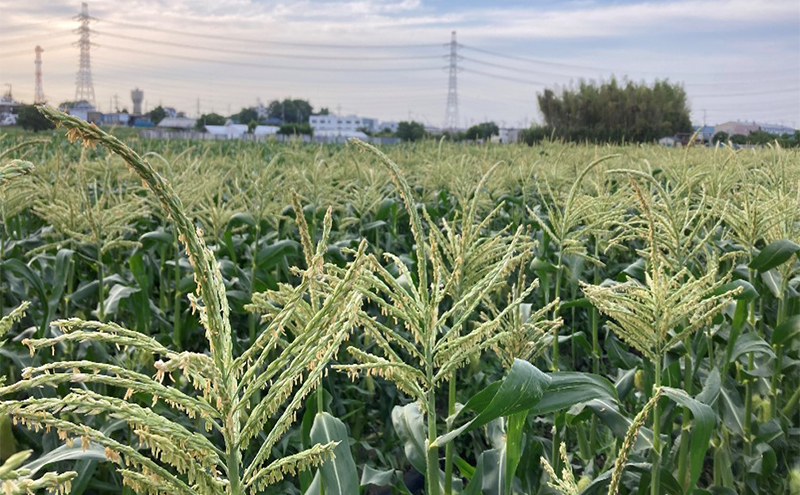 【2025年6月発送】湘南スイートコーン 3kg とうもろこし トウモロコシ 採れたて 国産 野菜 藤沢市 神奈川