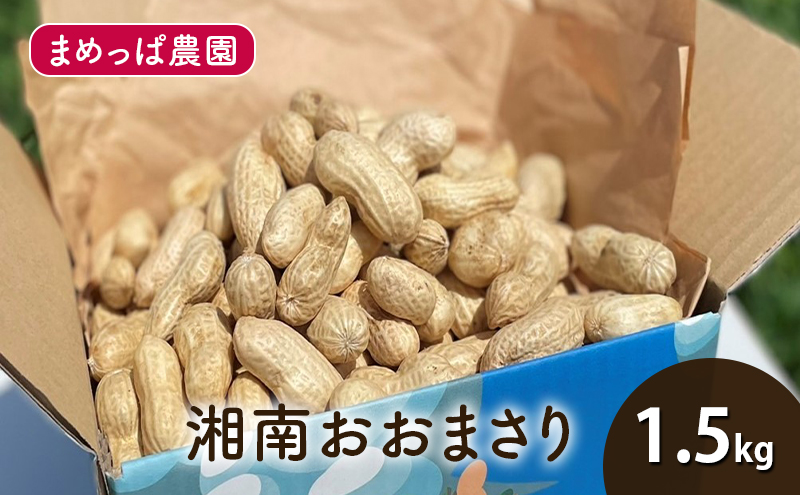 【2025年9月以降発送】湘南おおまさり 1.5kg 生落花生 採れたて ゆで落花生用 ピーナッツ おつまみ 藤沢市 神奈川