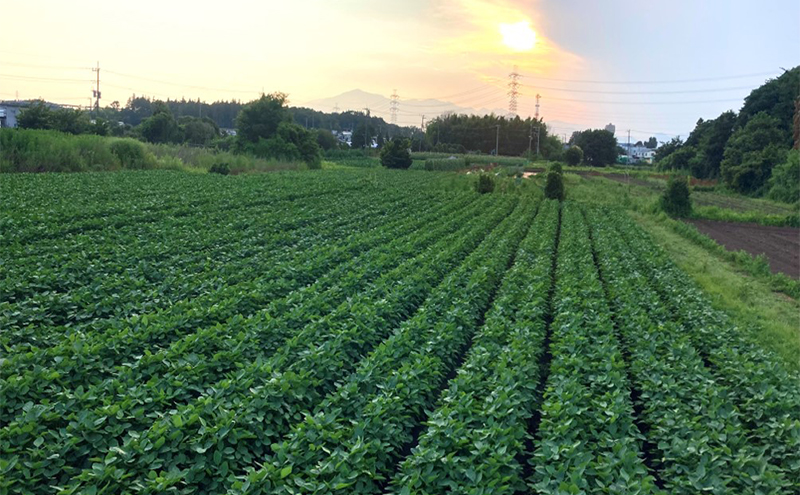 【2025年7月発送】湘南枝豆 1.5kg えだまめ 採れたて 国産 野菜 おつまみ 藤沢市 神奈川