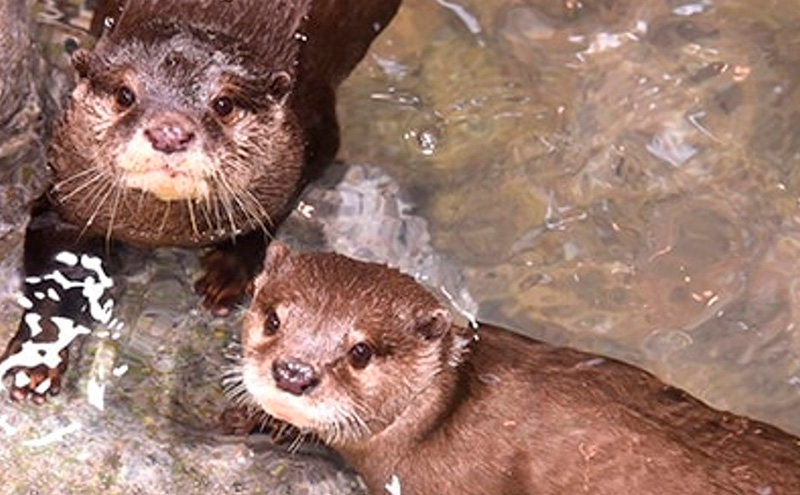 チケット 神奈川 【新江ノ島水族館】前売入場券（大人1枚）有効期間2025年4月1日～6ヵ月間 水族館 前売 入場券 江ノ島 藤沢市 神奈川県 プレゼント ギフト