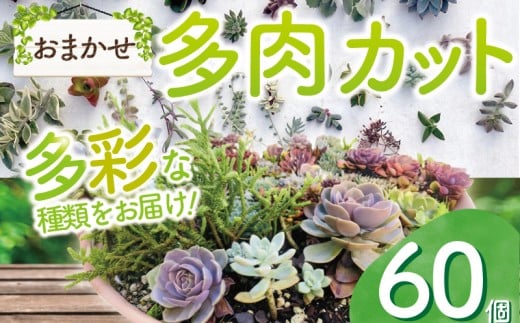 お任せ 多肉植物 カット 苗 60個 多肉 植物 季節 たにくしょくぶつ ショクブツ タニク 多種類 グリーン インテリア 自然 DIY  乙女心 群月花  月兎耳 アロマティカス ルビーネックレス ブロンズ姫 斑入りベビーサンローズ 観葉植物 渡辺花園 神奈川 湘南 藤沢