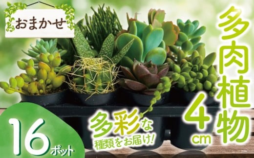 多肉 4センチ ポット おまかせ 16個 セット 多肉 植物 季節 たにくしょくぶつ ショクブツ タニク 多種類 グリーン インテリア 自然 DIY  乙女心 群月花  月兎耳 アロマティカス ルビーネックレス ブロンズ姫 斑入りベビーサンローズ 観葉植物  渡辺花園 神奈川 湘南 藤沢