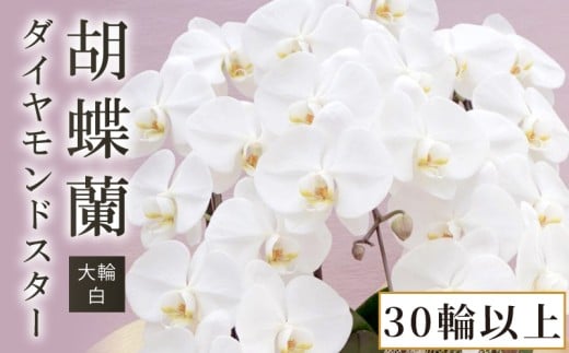 胡蝶蘭 大輪 白 ダイヤモンドスター 30輪 以上 蕾 含む 藤沢洋蘭 鉢植え 鉢花 ラン 観葉植物 花 hana 蘭 洋ラン 洋蘭 生花 お花 お祝い お供え コチョウラン こちょうらん 冠婚葬祭 新築 開店 祝 ギフト プレゼント 贈答品 記念日 母の日 贈り物 母の日 誕生日 神奈川 湘南 藤沢