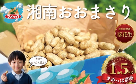 落花生 1.5kg 朝採り とれたて 先行予約 2026年9月以降発送 らっかせい ラッカセイ 生落花生 ピーナッツ おおまさり ナッツ mame 豆 まめ マメ 新鮮 旬 甘い つまみ おやつ 野菜 やさい 冷蔵 10000円 期間限定 農家直送 数量限定 産地直送 まめっぱ 神奈川 湘南 藤沢