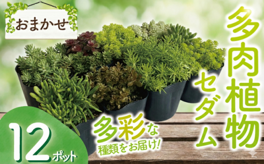 セダム おまかせ 12ポットセット 多肉 植物 たにくしょくぶつ ショクブツ タニク 多種類 グリーン 季節 インテリア 自然 DIY アクレ コーラルカーペット モスグリーン 白花タイトゴメ ステファニーゴールド ツルマンネングサ 観葉植物 渡辺花園 神奈川 湘南 藤沢