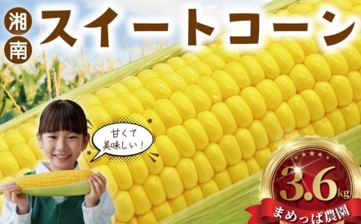 スイートコーン とうもろこし 3.6kg (9~11本)  朝採り とれたて トウモロコシ 先行予約 2026年6月発送 コーン 新鮮 ジューシー 甘い 美味い おやつ とうきび 国産 旬 夏野菜 野菜 やさい 冷蔵 食品 農家直送 数量限定 産地直送 まめっぱ農園 神奈川 湘南 藤沢