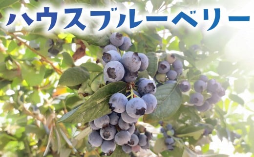 ハウス ブルーベリー 生 冷蔵 先 400g 国産 果物 フルーツ 甘い 美味しい こだわり 春 数量限定 デザート ジャム コンポート スムージー ヨーグルト タルト マフィン 新鮮 産地直送 農家直送 早生品種 温室 温室栽培 10000円 プレゼント ギフト 贈り物 加藤園芸 神奈川 湘南 藤沢