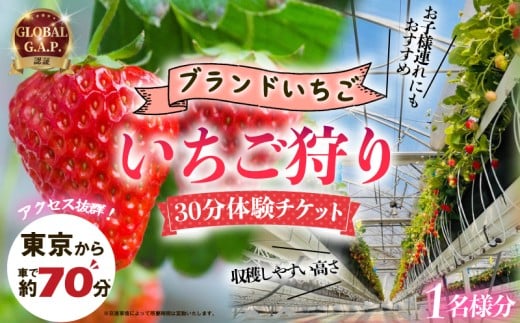 いちご狩り 1名様分 30分 体験チケット 10種類 食べ比べ 関東 予約 最新鋭 いちご 苺 ストロベリー ブランドいちご 採れたて 特別栽培 果物 入園券 券 カップル 夫婦 友人 友達 子連れ 休日 フルーツ フルーツ狩り 果物狩り アクセス お出かけ 思い出 観光 リッチフィールド株式会社 湘南 藤沢 神奈川