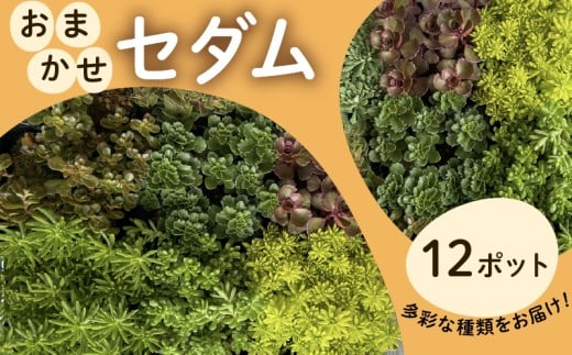 セダム おまかせ 12ポットセット 多肉 植物 たにくしょくぶつ ショクブツ タニク 多種類 グリーン 季節 インテリア 自然 DIY アクレ コーラルカーペット モスグリーン 白花タイトゴメ ステファニーゴールド ツルマンネングサ 観葉植物 渡辺花園 神奈川 湘南 藤沢