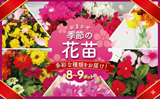 季節 の 花苗 おまかせ 8～9 ポット 生産農場 直送 寄せ植え ガーデニング 緑 花 はな hana ベゴニアダブレット 多粒まき マリーゴールド サンビタリア スケボラ カラフルミックスポット カリブラコア ビオラDJ ガーデンシクラメン 苗 植物 渡辺花園 神奈川 湘南 藤沢