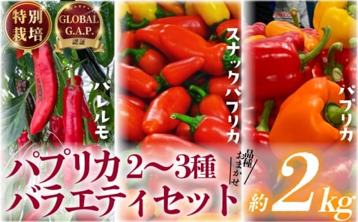 パプリカ 2kg 2~3種 バラエティ セット 品種 おまかせ 肉厚 特別栽培 新鮮 ジューシー 栄養 野菜 国産 ドルチェ  パレルモ GLOBALG.A.P.認証 レシピ ビタミン マリネ ラタトゥイユ お弁当 子ども カレー キーマカレー おやつ そのまま 贈答 リッチフィールド株式会社 湘南 藤沢 神奈川