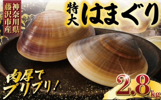 はまぐり 蛤 大粒 約 2.8kg 砂抜き 済 LLサイズ ハマグリ 湘南はまぐり 冷凍 魚介 魚貝 冷凍 海鮮 水産加工品 水産品 海産物 魚 貝 だし ダシ 出汁 酒蒸し 味噌汁 酒蒸し グラタン お吸い物 網焼き バーベキュー BBQ 貝 kai hamaguri  江の島 江ノ島 神奈川 湘南 藤沢