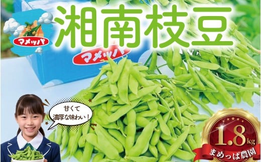 えだまめ 1.8kg  小分け 枝豆 小分け 朝採り とれたて 湘南産 先行予約 2026年7月発送 新鮮 豆 まめ edamame mame マメ えだ豆 エダマメ 個包装 便利 甘い 濃厚 旬 野菜 お酒 やさい 夏野菜 冷蔵 まめっぱ農園 神奈川 湘南 藤沢