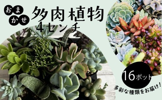 多肉 4センチ ポット おまかせ 16個 セット 多肉 植物 季節 たにくしょくぶつ ショクブツ タニク 多種類 グリーン インテリア 自然 DIY  乙女心 群月花  月兎耳 アロマティカス ルビーネックレス ブロンズ姫 斑入りベビーサンローズ 観葉植物  渡辺花園 神奈川 湘南 藤沢