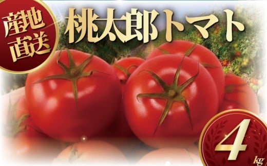 ハウス桃太郎トマト4kg トマト 野菜 やさい 果物 とまと  tomato 甘い リコピン トマト フルーツ 先行予約 10000円 2026年 産地直送 数量限定 農家直送 鮮度 新鮮 土耕栽培 栽培 ビタミンC 美容 健康 栄養  お弁当 先行予約 サラダ 亀井農園 神奈川 湘南 藤沢
