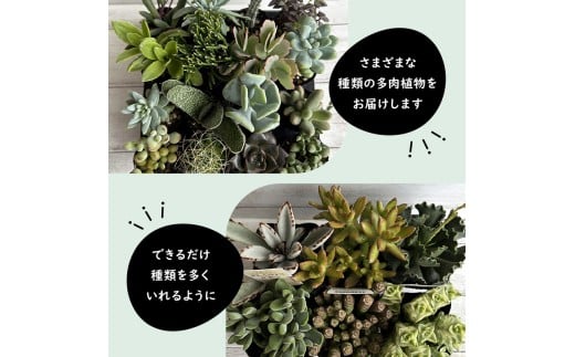 多肉植物 9センチ おまかせ 6個セット 多肉 季節 植物 たにく しょくぶつ ショクブツ タニク 多種類 グリーン インテリア 自然 DIY  乙女心 群月花  月兎耳 アロマティカス ルビーネックレス ブロンズ姫 斑入りベビーサンローズ 観葉植物 渡辺花園 神奈川 湘南 藤沢