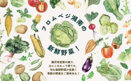朝採れ 新鮮 野菜 セット 約 5kg 種類おまかせ 旬 やさい yasai ヤサイ 野菜セット やさいセット 旬の野菜 お野菜 栽培 自然 春野菜 夏野菜 秋野菜 冬野菜 おまかせ 数量限定 農家直送 産地直送 マルシェ トマト さつまいも サツマイモ とうもろこし コーン 神奈川 湘南 藤沢 フロムベジ湘南