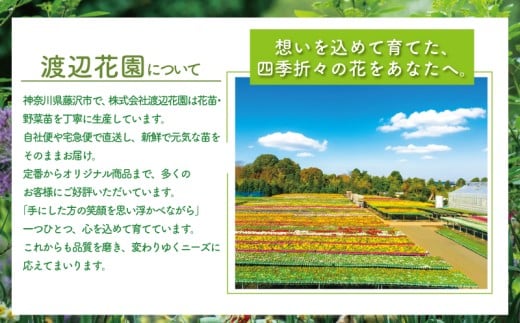 季節 の 花苗 おまかせ 12 ポット 花 生産農場 直送 寄せ植え ガーデニング 緑 はな hana ダールベルグデージー カスミソウ かすみ草 トレニア なでしこ ナデシコ すみれ スミレ ノースポール ガザニア ストック 葉ボタンプラチナケール 苗 植物 渡辺花園 神奈川 湘南 藤沢