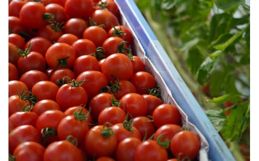 ピザ マルゲリータ 手作りピザ 冷凍ピザ 3枚 高糖度 フルーツトマト チーズ モッツァレラチーズ 朝採れ フレッシュ バジル トマト トマトソース 濃縮 tomato 野菜 やさい yasai 瞬間冷凍 定番 こだわり 農家 トマト農家 農園 農業 絶品 本格 ヘルシー 新鮮 健康 自然 神奈川 湘南 藤沢