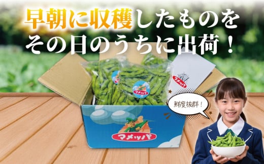 えだまめ 1.8kg  小分け 枝豆 小分け 朝採り とれたて 湘南産 先行予約 2026年7月発送 新鮮 豆 まめ edamame mame マメ えだ豆 エダマメ 個包装 便利 甘い 濃厚 旬 野菜 お酒 やさい 夏野菜 冷蔵 まめっぱ農園 神奈川 湘南 藤沢
