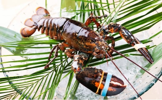 éæ¿çŒã ã㢠é£äºåž ã°ãªã« éåå±± ã¬ã¹ãã©ã³ æäº ã¹ãã·ã£ã« ã³ãŒã¹ 2å å©çš ãé£äºåž ã°ã«ã¡åž å©çšåž åååž è£å©åž ã®ããåž ã®ãã ãã¬ãŒã³ã ãã±ãã åž é£äº ãé£äº ã©ã³ã ãã£ã㌠æç æŒé£ å€é£ æ
è¡ èŠ³å
æ
è¡ ãã©ãã« é¢æ± éŠéœå 黿¯åç ã·ã£ã³ãã³ ç¥å¥å· æ¹å è€æ²¢