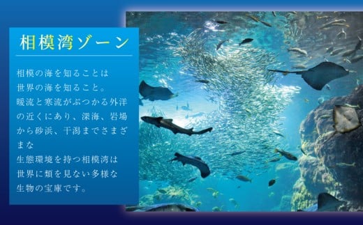 新江ノ島水族館 チケット 前売 入場券 大人1枚 有効期間 チケット 水族館 イルカショー 利用券 引換券 券 体験チケット 体験型 アクティビティ 入場券 前売り券 動物 家族 旅行 観光 トラベル 関東 江の島 江ノ島 すいぞくかん レジャー プレゼント ギフト 株式会社新江ノ島水族館 神奈川 湘南 藤沢