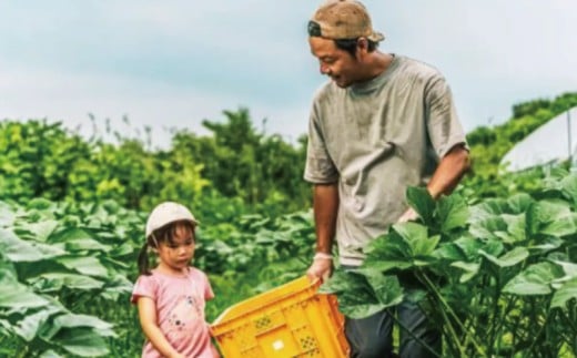 朝採れ 新鮮 野菜 セット 約 5kg 種類おまかせ 旬 やさい yasai ヤサイ 野菜セット やさいセット 旬の野菜 お野菜 栽培 自然 春野菜 夏野菜 秋野菜 冬野菜 おまかせ 数量限定 農家直送 産地直送 マルシェ トマト さつまいも サツマイモ とうもろこし コーン 神奈川 湘南 藤沢 フロムベジ湘南
