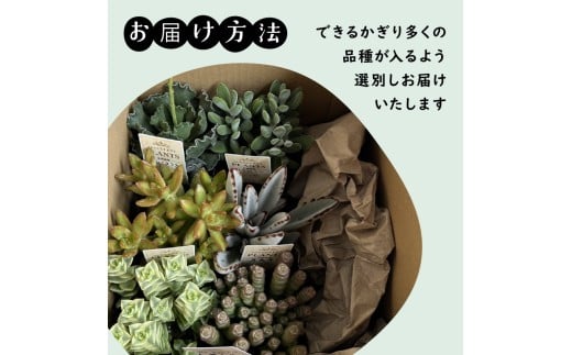多肉植物 9センチ おまかせ 6個セット 多肉 季節 植物 たにく しょくぶつ ショクブツ タニク 多種類 グリーン インテリア 自然 DIY  乙女心 群月花  月兎耳 アロマティカス ルビーネックレス ブロンズ姫 斑入りベビーサンローズ 観葉植物 渡辺花園 神奈川 湘南 藤沢