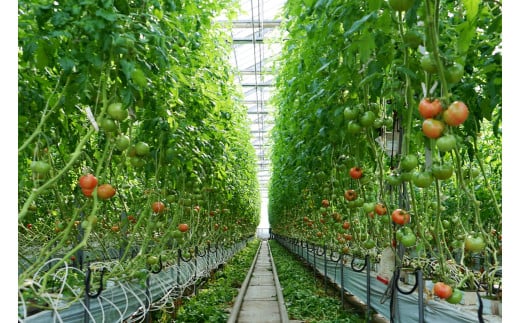 å®çããããžã¥ãŒã¹ ( 720mL à 2æ¬ ) ããã å®çããã tomato æ¿å ãã£ã±ã éè ããã æç© ãã«ãŒã çã ãªã³ãã³ ãã¿ãã³C ãã çŸå®¹ çŸè å¥åº·é£å æ°é®® æ é€ å
ç« ãµã©ã çé
ž æç ã¢ã¬ã³ãž äººæ° é£å¡©äžäœ¿çš æ·»å ç©äžäœ¿çš äºåºèŸ²å ç¥å¥å· æ¹å è€æ²¢