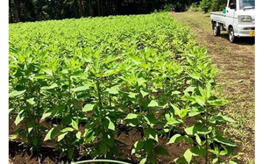 【合計9品/菊芋製品入】湘南からのおまかせ健康セット（旬の農薬不使用野菜7品＋菊芋加工品2品）