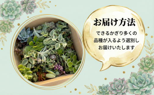 お任せ 多肉植物 カット 苗 60個 多肉 植物 季節 たにくしょくぶつ ショクブツ タニク 多種類 グリーン インテリア 自然 DIY  乙女心 群月花  月兎耳 アロマティカス ルビーネックレス ブロンズ姫 斑入りベビーサンローズ 観葉植物 渡辺花園 神奈川 湘南 藤沢