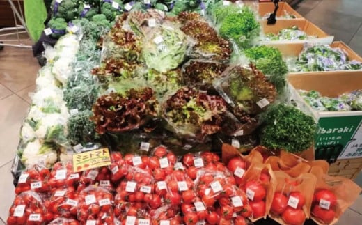 朝採れ 新鮮 野菜 セット 約 5kg 種類おまかせ 旬 やさい yasai ヤサイ 野菜セット やさいセット 旬の野菜 お野菜 栽培 自然 春野菜 夏野菜 秋野菜 冬野菜 おまかせ 数量限定 農家直送 産地直送 マルシェ トマト さつまいも サツマイモ とうもろこし コーン 神奈川 湘南 藤沢 フロムベジ湘南