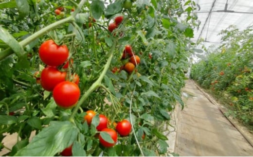 フルーツトマト 高糖度 7.2kg～10.8kg フルティカ ミニトマト トマト 完熟 高品質 甘い 極上 旨味 とまと プチ tomato 野菜 やさい yasai ハウストマト ハウス栽培 サラダ ビタミン C リコピン 美肌 美容 健康 食物繊維 産地直送 国産 神奈川 湘南 藤沢