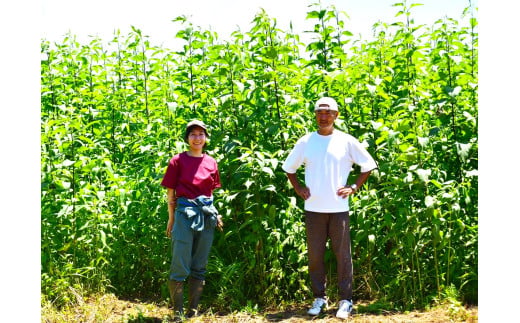 湘南ご当地青汁【湘南きくいも】きくいも青汁30包×2個、菊芋チップスのセット