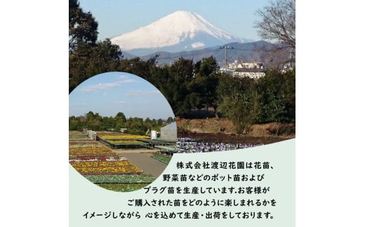 多肉植物 9センチ おまかせ 6個セット 多肉 季節 植物 たにく しょくぶつ ショクブツ タニク 多種類 グリーン インテリア 自然 DIY  乙女心 群月花  月兎耳 アロマティカス ルビーネックレス ブロンズ姫 斑入りベビーサンローズ 観葉植物 渡辺花園 神奈川 湘南 藤沢
