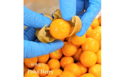 あいす アイスクリーム 130ml × 12個 プレミアムアイスクリーム あいす セット 手作り Ice あいすくりーむ ドルチェ ミルク マカダミアナッツ コーヒー カカオ チョコレート スイーツ デザート 冷凍 ジェラート ソフトクリーム Hilo Homemade Ice Cream 神奈川 