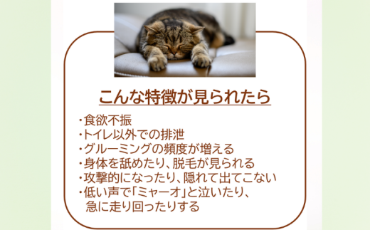 獣医師監修 ネコ体毛ホルモン量測定キット ～コルチゾール～ ネコの慢性ストレスチェック ホルモン量 測定キット 簡単測定 検査キット 簡易 検査 自宅 簡単 送るだけ 健康チェック ストレスチェック ネコ 猫 ペット 家族 株式会社あすか製薬メディカル 神奈川 湘南 藤沢