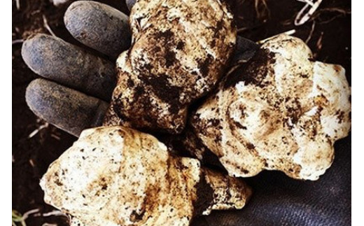 【合計9品/菊芋製品入】湘南からのおまかせ健康セット（旬の農薬不使用野菜7品＋菊芋加工品2品）