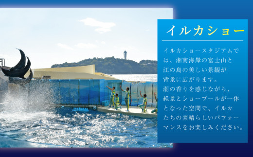 入場券 水族館 チケット 新江ノ島水族館 前売券 ( 大人 1枚 幼児 1枚 ) 江ノ島 江の島 えのすい 利用券 券 体験チケット イルカショー 体験型 アクティビティ 前売り券 お出かけ 子ども 家族 旅行 観光 トラベル 関東 すいぞくかん レジャー 株式会社新江ノ島水族館 神奈川 湘南 藤沢