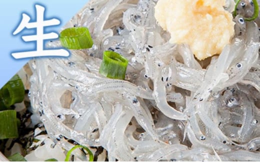 生しらす 釜揚げしらす 計920g 260g × 2 パック 100g × 4 パック シラス 魚 釜揚げ 生 湘南しらす sirasu じゃこ ちりめん しらす干し 江の島しらす イワシ 小分け 便利 手軽 海鮮 新鮮 魚介 魚貝 小魚 冷凍 セット 贈答 江の島 江ノ島 とびっちょ 神奈川 湘南 藤沢