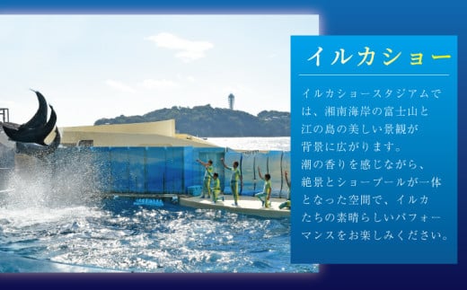 入場券 水族館 チケット 新江ノ島水族館  前売券 ( 大人 1枚、小・中学生 1枚 ) 江ノ島 江の島 えのすい 利用券 券 体験チケット イルカショー 体験型 アクティビティ 前売り券 お出かけ 子ども 家族 旅行 観光 トラベル 関東 すいぞくかん レジャー 株式会社新江ノ島水族館 神奈川 湘南 藤沢