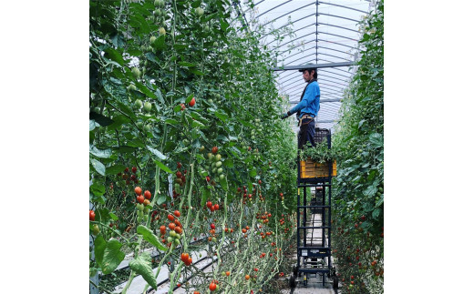 人気 トマトジュース ケチャップのセット とまとジュース720ml ケチャップ300g トマト 野菜 やさい とまと tomato フルーツ 甘い リコピン フルーツトマト 完熟 産地直送 高リコピン 栄養 鮮度 ギフト 贈り物 贈答 新鮮 サラダ 井出トマト農園 神奈川 湘南 藤沢